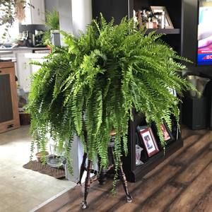 Meet your Posher, Trisha